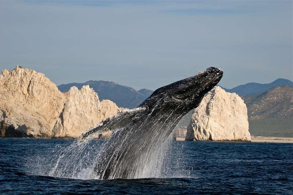 Park Hyatt Los Cabos At Cabo Del Sol Otel Cabo San Lucas Dış mekan fotoğraf